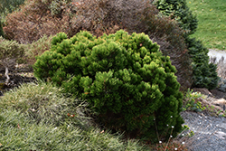 Smidt's Bosnian Pine (Pinus heldreichii 'Smidtii') at A Very Successful Garden Center