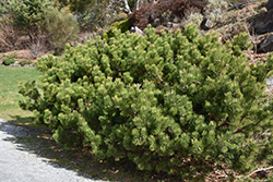 Compact Mugo Pine (Pinus mugo 'var. mughus') at Stonegate Gardens