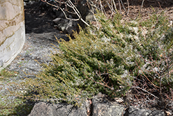 Prostrate Common Juniper (Juniperus communis var. saxatilis) at A Very Successful Garden Center