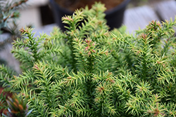 Vilmorin Gold Japanese Cedar (Cryptomeria japonica 'Vilmorin Gold') at A Very Successful Garden Center