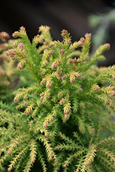 Yellow Twig Japanese Cedar (Cryptomeria japonica 'Yellow Twig') at A Very Successful Garden Center