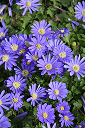 Blue Star Windflower (Anemone blanda 'Blue Star') at A Very Successful Garden Center