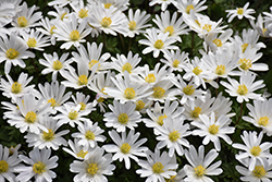 White Splendor Windflower (Anemone blanda 'White Splendor') at Lakeshore Garden Centres