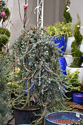 Silver Streamers Juniper (Juniperus communis 'Silver Streamers') at A Very Successful Garden Center