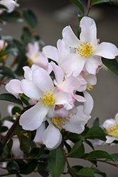 Fairy Blush Camellia (Camellia 'Fairy Blush') at A Very Successful Garden Center