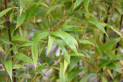 Hale Black Bamboo (Phyllostachys nigra 'Hale') at Stonegate Gardens