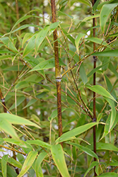Hale Black Bamboo (Phyllostachys nigra 'Hale') at A Very Successful Garden Center
