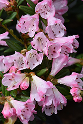 Seta Rhododendron (Rhododendron 'Seta') at Stonegate Gardens