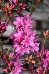 Ria Hardijzer Azaleodendron (Rhododendron 'Ria Hardijzer') at Lakeshore Garden Centres