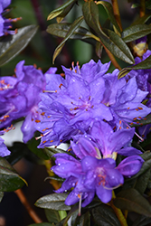 Starry Night Rhododendron (Rhododendron 'Starry Night') at Stonegate Gardens