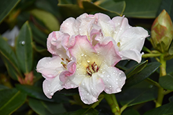 Opal Luster Rhododendron (Rhododendron 'Opal Luster') at Lakeshore Garden Centres