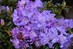 Blue Diamond Rhododendron (Rhododendron 'Blue Diamond') at A Very Successful Garden Center