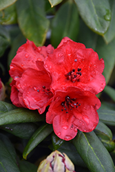 Peter Faulk Rhododendron (Rhododendron 'Peter Faulk') at A Very Successful Garden Center