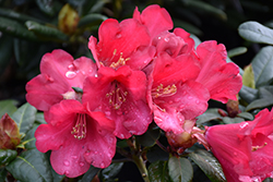 Sea-Tac Rhododendron (Rhododendron 'Sea-Tac') at A Very Successful Garden Center