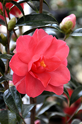 Coral Delight Camellia (Camellia 'Coral Delight') at Stonegate Gardens