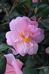 Pink Icicle Camellia (Camellia japonica 'Pink Icicle') at Lakeshore Garden Centres