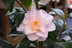 Magnolia-flowered Camellia (Camellia japonica 'Magnoliaeflora') at Lakeshore Garden Centres