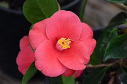 Unryu Camellia (Camellia japonica 'Unryu') at A Very Successful Garden Center