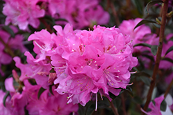 First Date Rhododendron (Rhododendron 'First Date') at Stonegate Gardens