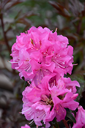 First Date Rhododendron (Rhododendron 'First Date') at A Very Successful Garden Center