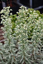 Silver Swan Euphorbia (Euphorbia characias 'Wilcott') at A Very Successful Garden Center