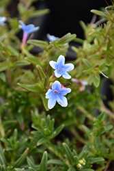 Heavenly Blue Lithodora (Lithodora diffusa 'Heavenly Blue') at A Very Successful Garden Center