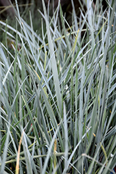 Blue Wheatgrass (Elymus magellanicus) at A Very Successful Garden Center