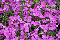 Axcent Lilac Rock Cress (Aubrieta 'Axcent Lilac') at Stonegate Gardens