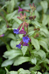 Silver Shimmers Lungwort (Pulmonaria 'Silver Shimmers') at A Very Successful Garden Center
