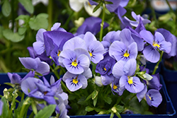 Blue Selection Pansy (Viola cornuta 'Blue Selection') at Stonegate Gardens