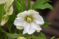 Vavavoom White Hellebore (Helleborus 'Vavavoom White') at A Very Successful Garden Center
