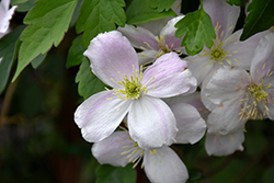 Pink Perfection Clematis (Clematis montana 'Pink Perfection') at Stonegate Gardens