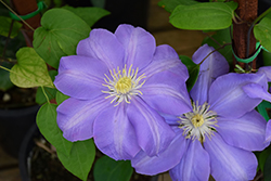 Will Barron Clematis (Clematis 'Will Barron') at A Very Successful Garden Center