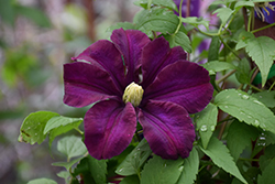 Warsaw Nike Clematis (Clematis 'Warsaw Nike') at A Very Successful Garden Center