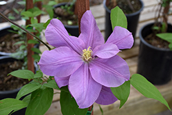 Dominika Clematis (Clematis 'Dominika') at A Very Successful Garden Center