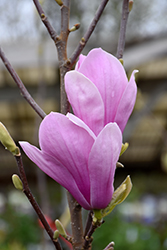 Coates Saucer Magnolia (Magnolia x soulangeana 'Coates') at A Very Successful Garden Center