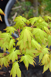 Summer Gold Japanese Maple (Acer palmatum 'Summer Gold') at Stonegate Gardens