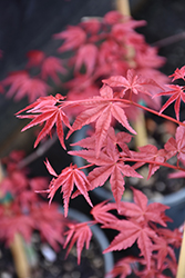 Bonfire Japanese Maple (Acer palmatum 'Bonfire') at A Very Successful Garden Center