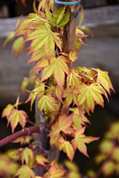 Ueno Yama Japanese Maple (Acer palmatum 'Ueno Yama') at A Very Successful Garden Center
