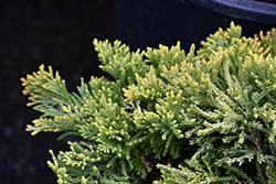 Golden Wiltonii Creeping Juniper (Juniperus horizontalis 'Golden Wiltonii') at A Very Successful Garden Center