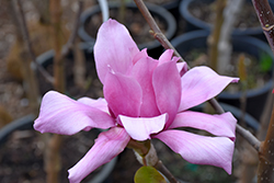 Vulcan Magnolia (Magnolia 'Vulcan') at A Very Successful Garden Center