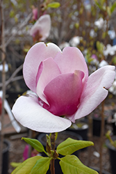 Cameo Magnolia (Magnolia 'Cameo') at Stonegate Gardens