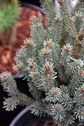 Blue Teardrop Spruce (Picea glauca 'Blue Teardrop') at A Very Successful Garden Center