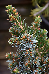 Kamenz Serbian Spruce (Picea omorika 'Kamenz') at A Very Successful Garden Center