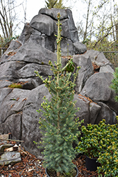 North Pole White Spruce (Picea glauca 'North Pole') at A Very Successful Garden Center