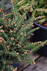 Kluis Norway Spruce (Picea abies 'Kluis') at Lakeshore Garden Centres