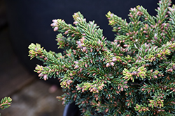 Mount Vernon Oriental Spruce (Picea orientalis 'Mount Vernon') at A Very Successful Garden Center