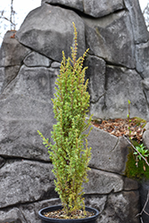 Little Pyramid  Juniper (Juniperus communis 'Little Pyramid') at A Very Successful Garden Center