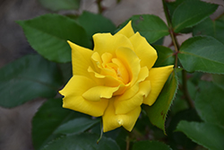 Grandma's Yellow Rose (Rosa 'Nacogdoches') at A Very Successful Garden Center