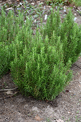 Barbeque Rosemary (Rosmarinus officinalis 'Barbeque') at A Very Successful Garden Center